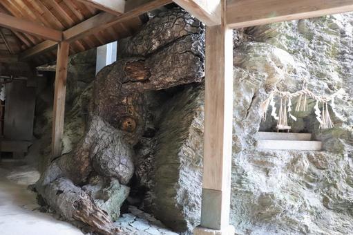 鹽竈神社　和合の松 鹽竈神社,和合の松,しおがまじんじゃの写真素材