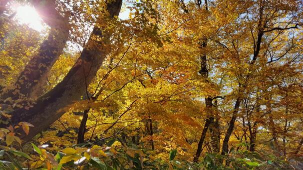 Autumn leaves of Hokkaido 30, JPG