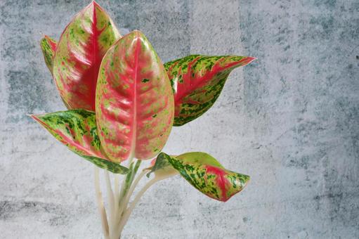 赤いアグラオネマ 観葉植物,アグラオネマ,葉の写真素材