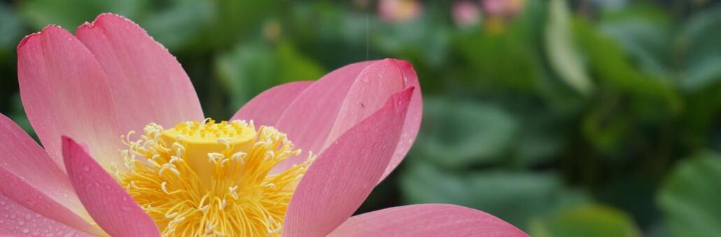 lotus, plant, flower, lotus, JPG