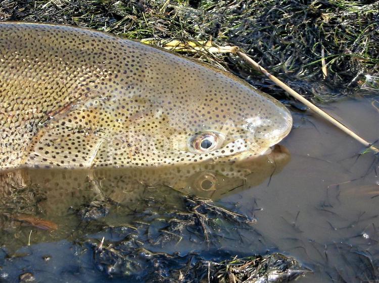 イトウ イトウ,幻,憧れの写真素材