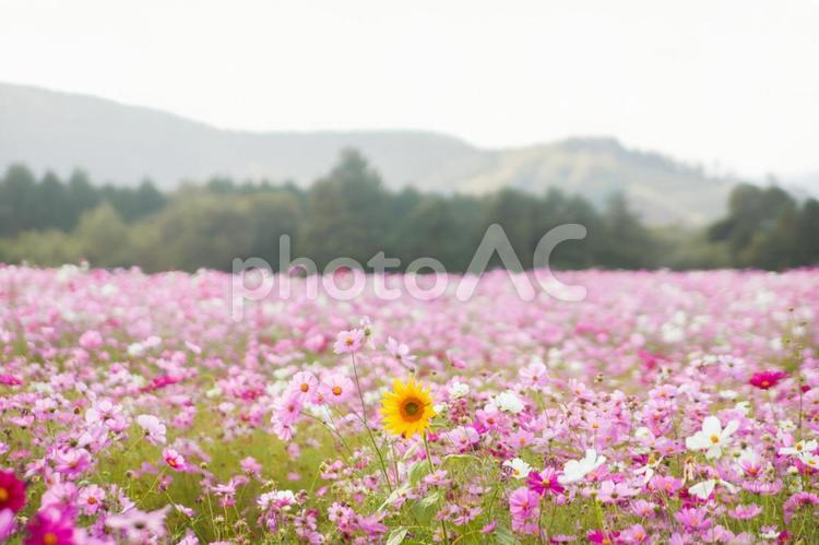 コスモス畑とひまわり01 コスモス,ひまわり,秋桜の写真素材