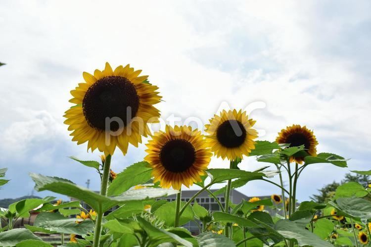 ひまわり　ヒマワリ　向日葵　しまね花の郷 ひまわり,向日葵,夏の写真素材
