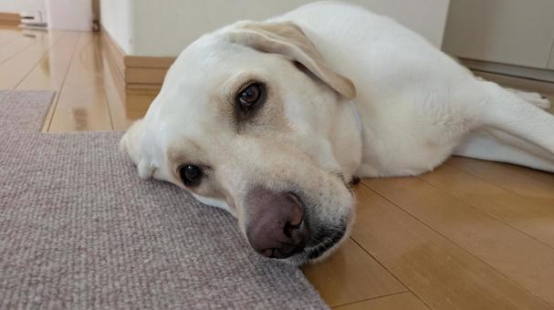 くつろぐ犬2 くつろぐ犬2の写真
