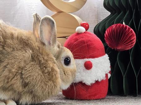 うさぎとクリスマスの飾り うさぎとクリスマスの飾り うさぎ,クリスマス,ウサギの写真素材