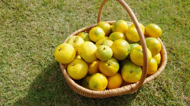 籠に入った蜜柑と柚子 冬,蜜柑,ミカンの写真素材