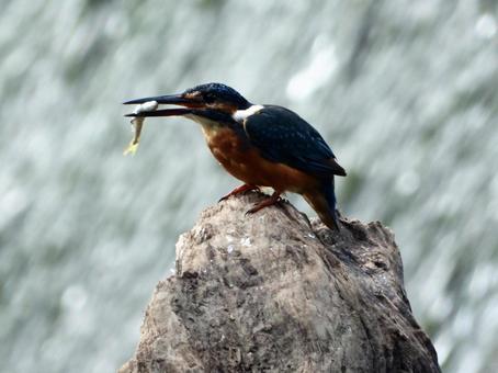 魚を咥えるカワセミ 魚を咥えるカワセミの写真