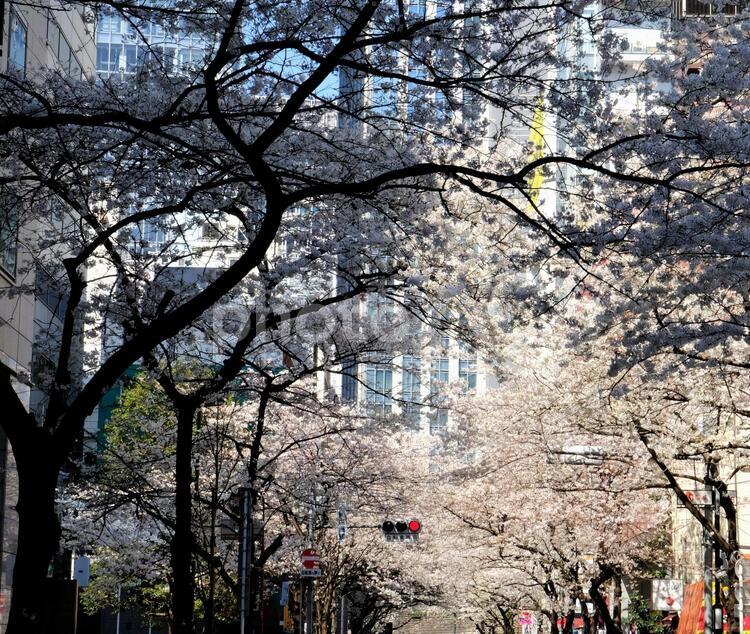 日本橋さくら通りの桜６ 桜,さくら通り,日本橋の写真素材