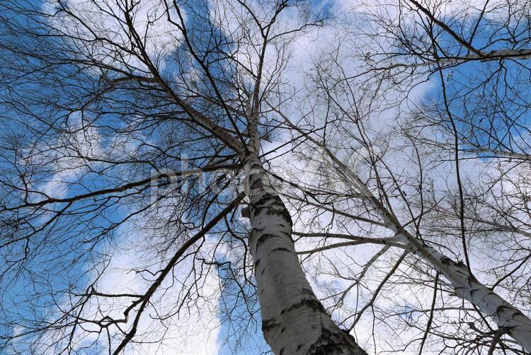 冬の白樺と空 枯れ木,白樺,冬の写真素材
