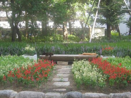 赤い花 赤い花の写真