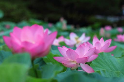 聖花, JPG 聖花, 蓮花, 蓮花植物, 夏季自然, JPG