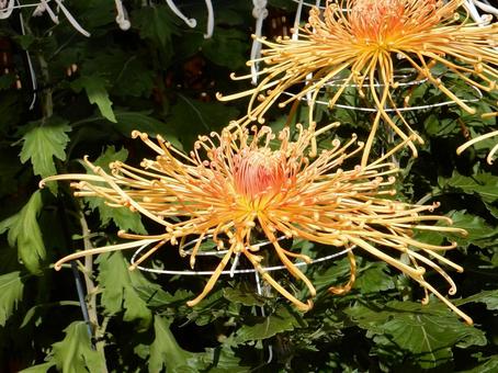 【風景写真】福山菊花展覧会の風景 キク,菊,菊花展の写真素材