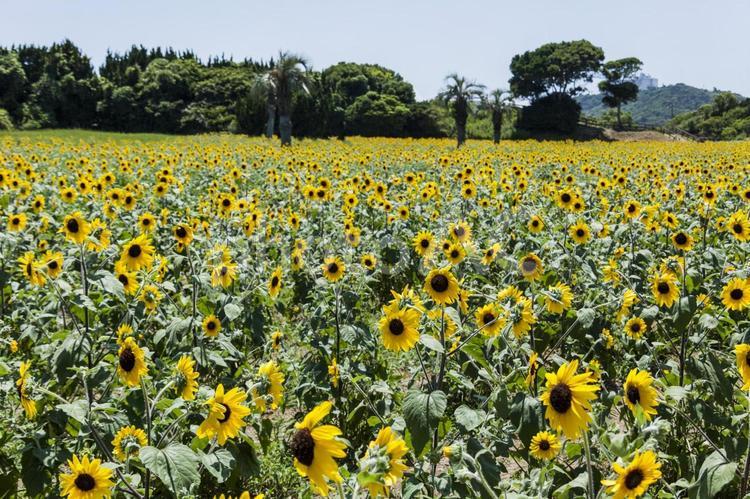 ひまわり畑38（田原市） ひまわり,花,ひまわり畑の写真素材