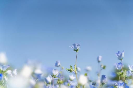 青空とネモフィラの春風景⑥ 青空とネモフィラの春風景⑥ ネモフィラ,青空,花畑の写真素材