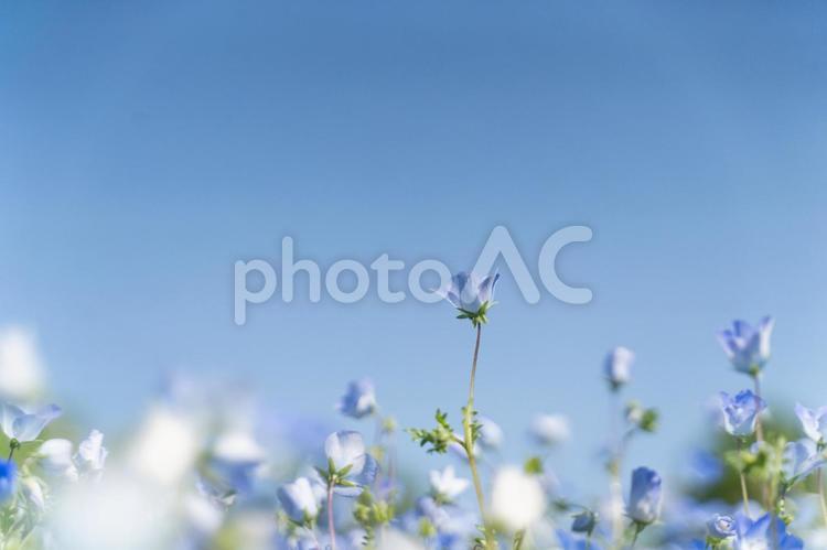 青空とネモフィラの春風景⑥ ネモフィラ,青空,花畑の写真素材