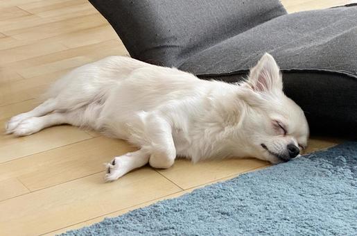リビングで寝そべるチワワ チワワ,寝顔,室内犬の写真素材