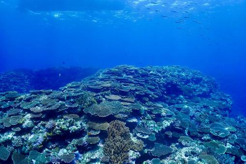 沖縄・西表島 青い海と珊瑚礁 沖縄・西表島 青い海と珊瑚礁 スキューバダイビング,ダイビング,珊瑚礁の写真素材