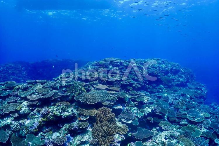 沖縄・西表島　青い海と珊瑚礁 スキューバダイビング,ダイビング,珊瑚礁の写真素材