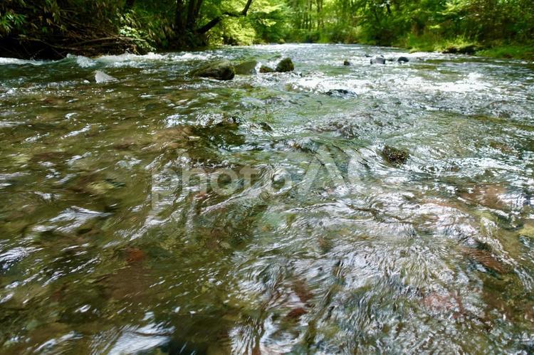 軽井沢の渓流　湯川の川面 川,渓流,小川の写真素材