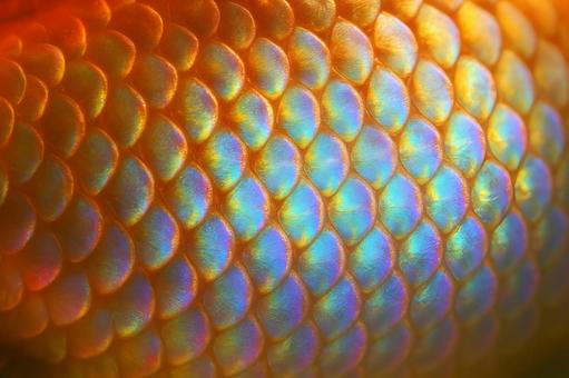 虹色に光る金魚鱗 虹色に光る金魚鱗の写真