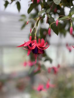 フクシアの花 フクシアの花 花,赤,ピンクの写真素材