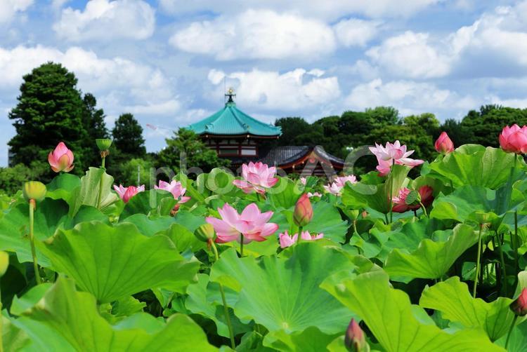 上野不忍池の蓮の花と弁天堂 ハスの花,蓮の花,蓮の写真素材