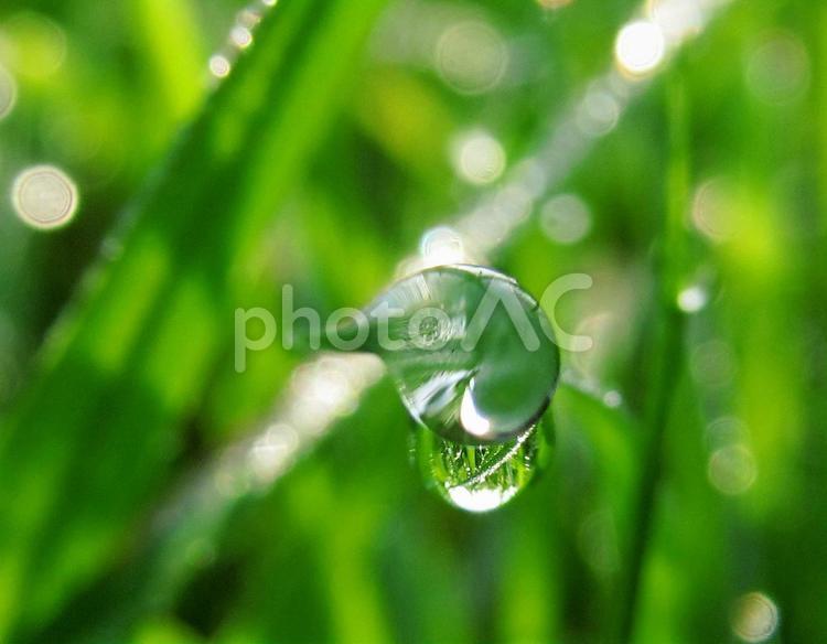 水滴と緑の葉と朝の光 水滴,すいてき,しずくの写真素材
