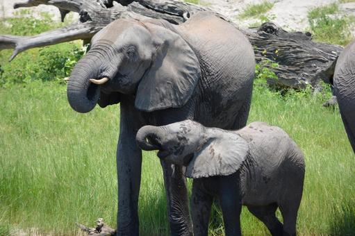 Photo, elephant, african elephant, family, 