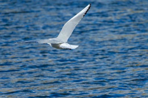 Photo, uricamome, bird, wild bird, 