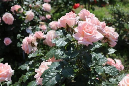 バラ園に咲く淡い色の薔薇を撮りました 花,薔薇,自然の写真素材