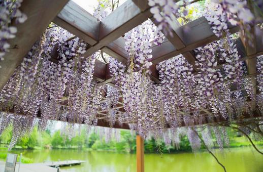 藤の花 藤の花,藤,花の写真素材