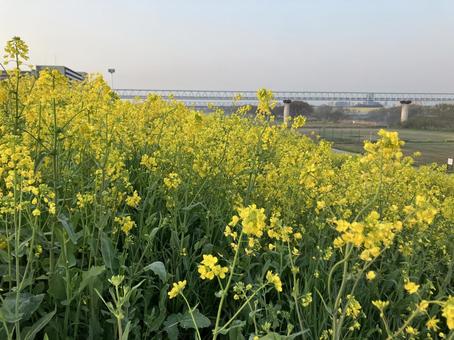 菜の花 菜の花 春,自然,屋外の写真素材