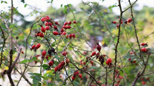 【植物の写真】ローズヒップ ローズヒップ,11月,秋の写真素材