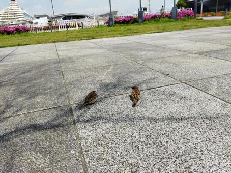 スズメ スズメの写真