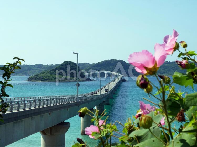 角島大橋　見下ろし　青空  青空,角島大橋,橋の写真素材