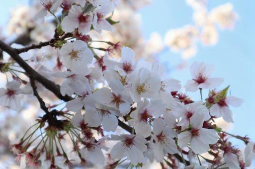 Cherry blossoms and sky, JPG