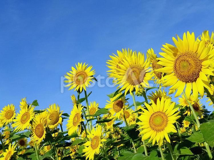 夏のひまわり 夏,ひまわり,花の写真素材
