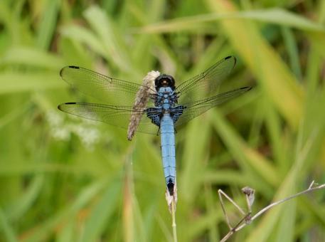 Photo, coconut shell, large salted dragonfly, dragonfly, 