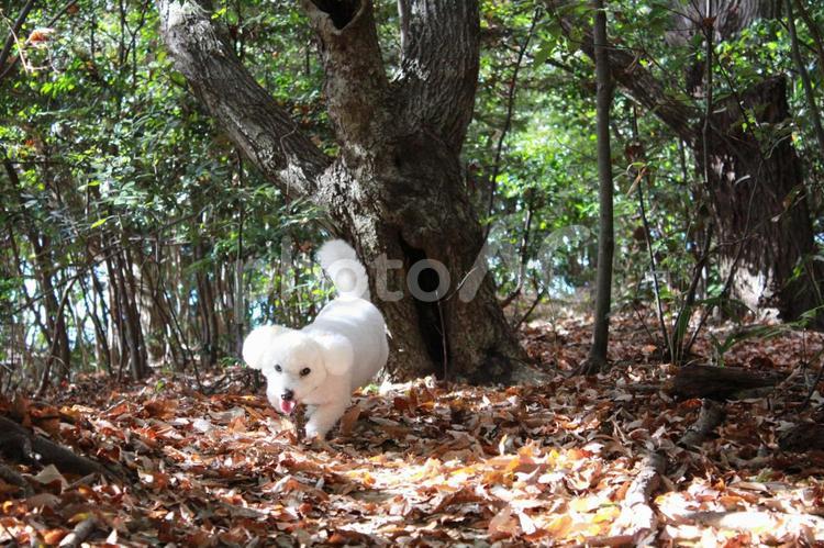 森の中を駆ける犬 犬,ビションフリーゼ,白い犬の写真素材