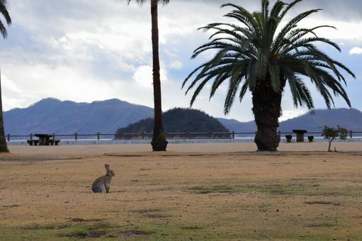 大久野島の風景 大久野島の風景 ソテツ,ヤシの木,大久野島の写真素材