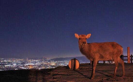 若草山 夜景 若草山 夜景の写真