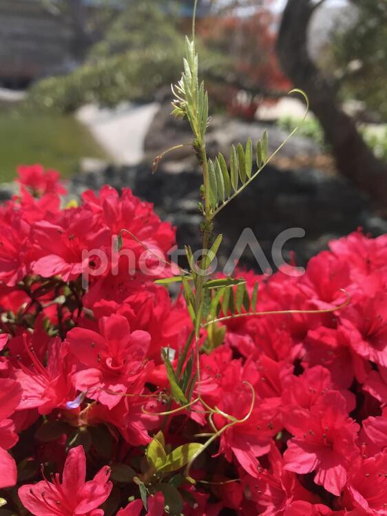 はなとくさ 花,自然,植物の写真素材