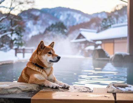 温泉に入る日本犬の冬風景 温泉に入る日本犬の冬風景の写真