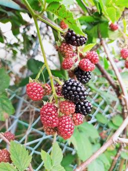 ベリーでベリー ブラックベリー,果物,ベリーの写真素材