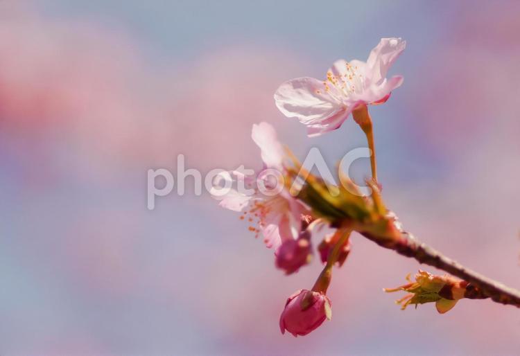 薄紅色の桜の花と可愛い蕾 桜,河津桜,ピンクの写真素材
