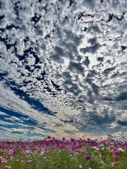 Cosmos field, JPG Cosmos field, JPG
