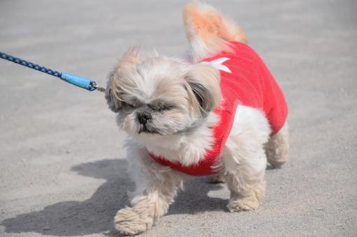 西施犬 321, JPG 西施犬 321, 西施, 動物, 哺乳動物, JPG