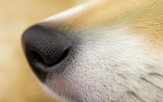 柴犬の鼻先 柴犬の鼻先の写真