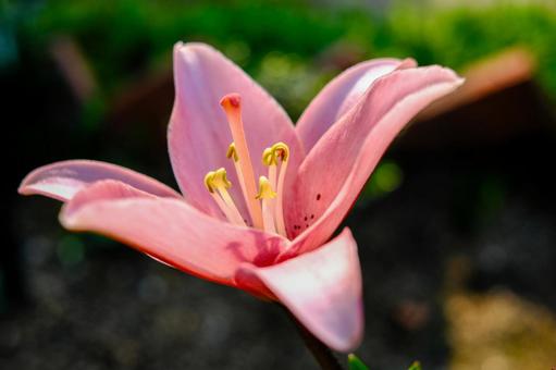 百合科　アップの写真