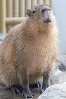 Photo, capybara, creatures, animal, 